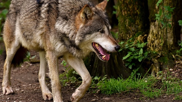 Foto: Tijdelijke subsidie voor afrastering tegen wolven