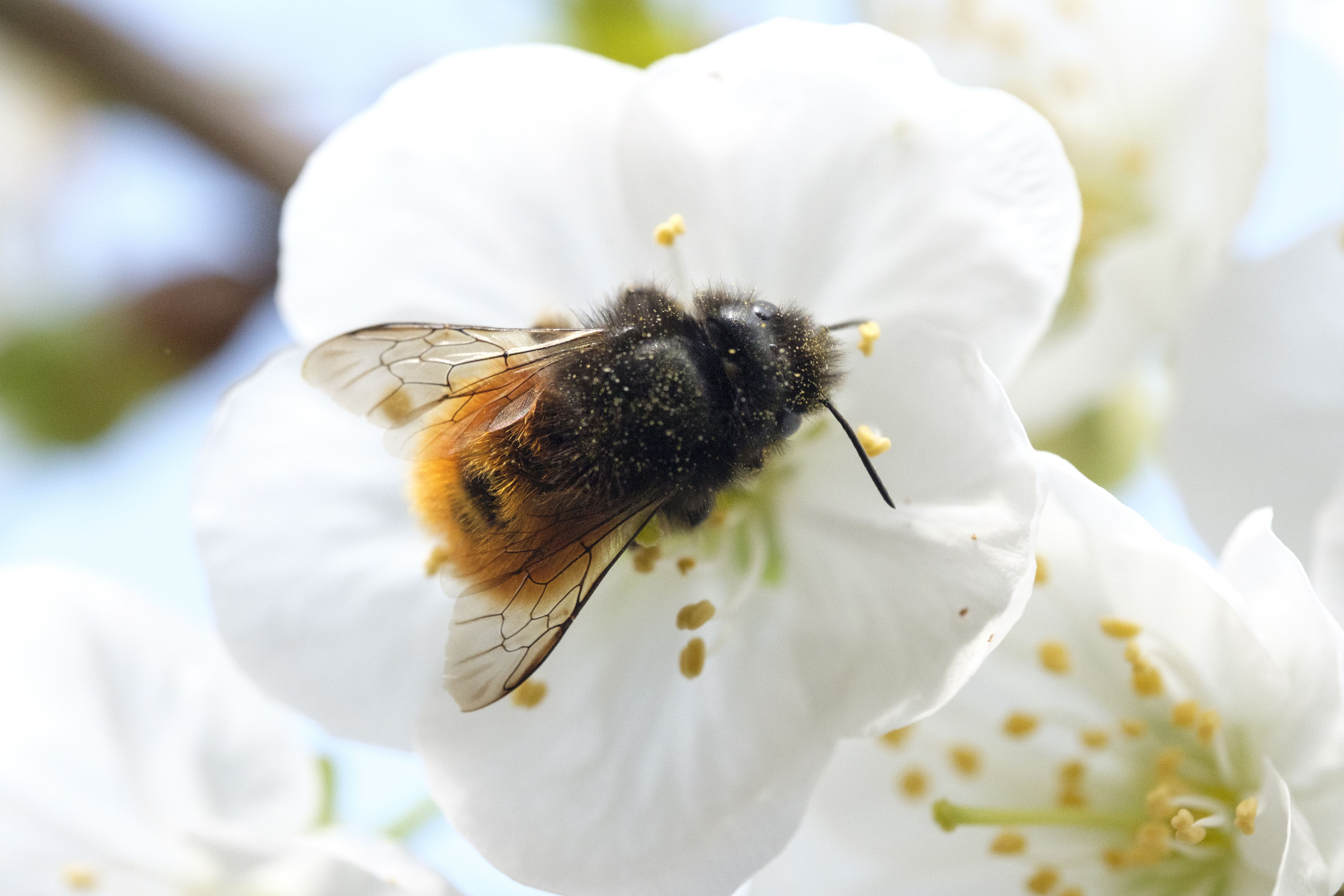 Foto: Versterk de natuur in Nijkerk: gratis biodiversiteitsplan voor inwoners buitengebied