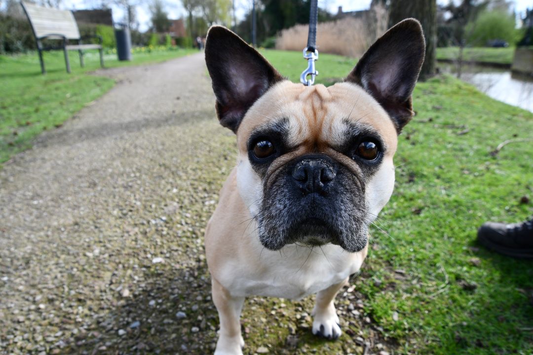 Foto: Hondenpoep; wordt de overlast opgelost door meer afvalbakken te plaatsen?