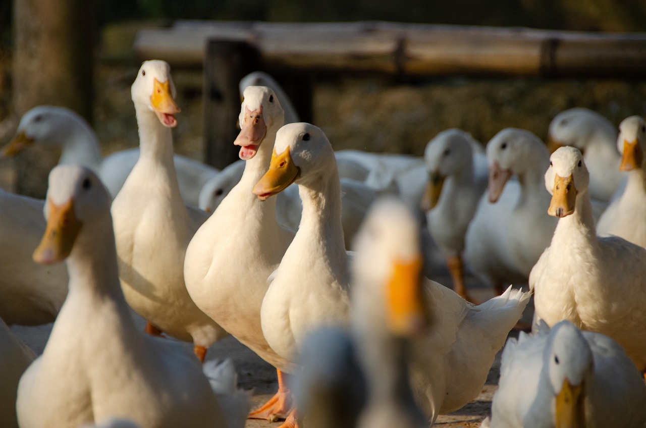 Foto: Vogelgriep vastgesteld in Hierden: gevolgen en maatregelen voor Elburg