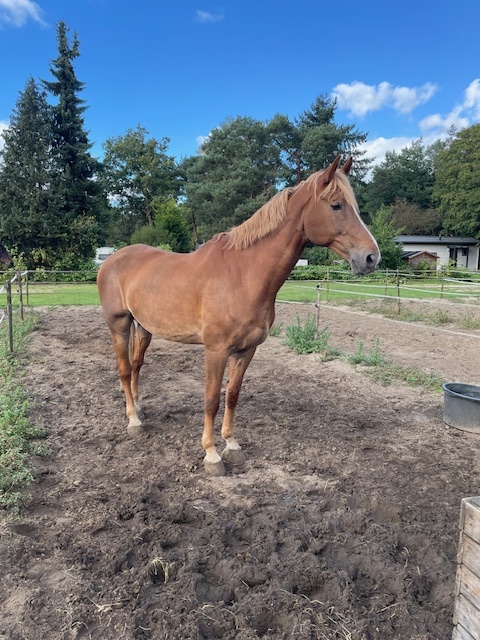 Foto: Column "Tussen Duitsland en dauw"