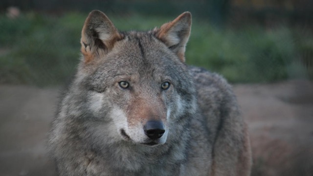 Foto: Samen leven met de wolf in Gelderland