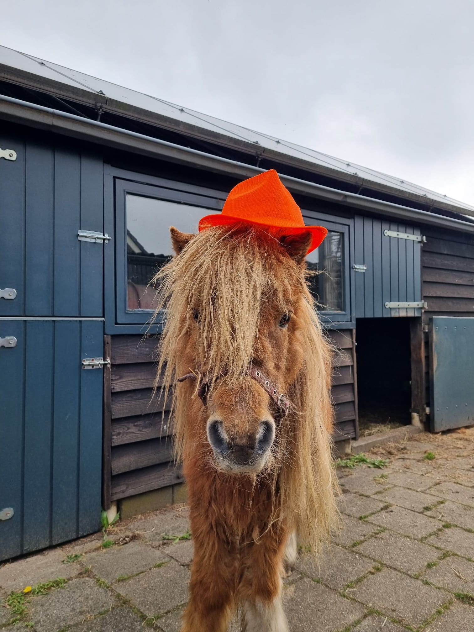 Foto:  Koningsdag in de gemeente Elburg
