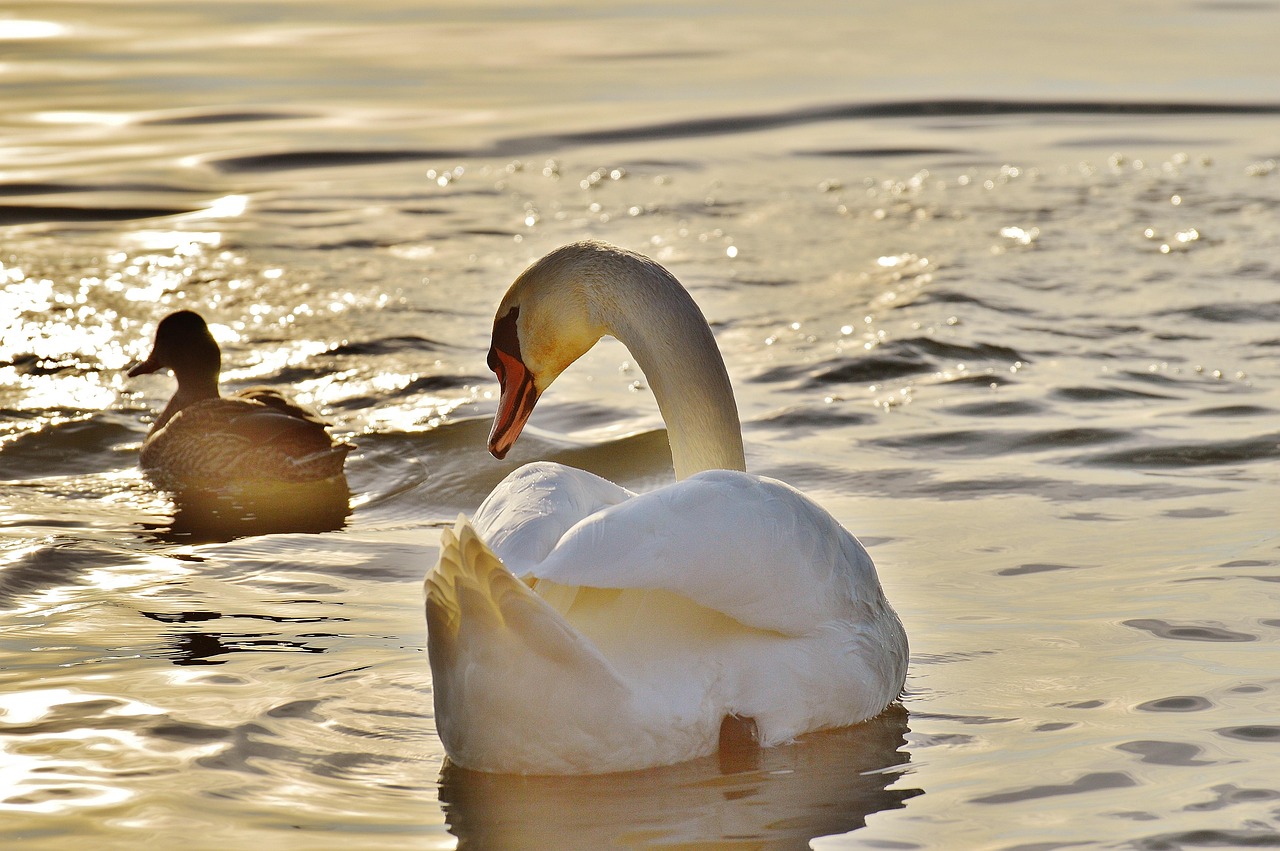 Foto: Niet alleen honden, ook waterrecreatie verstoort de natuur