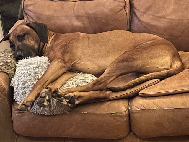 Foto: Column "De hond moet eruit"