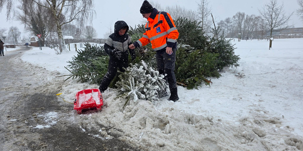 Foto: Inzameling kerstbomen levert 700 bomen op