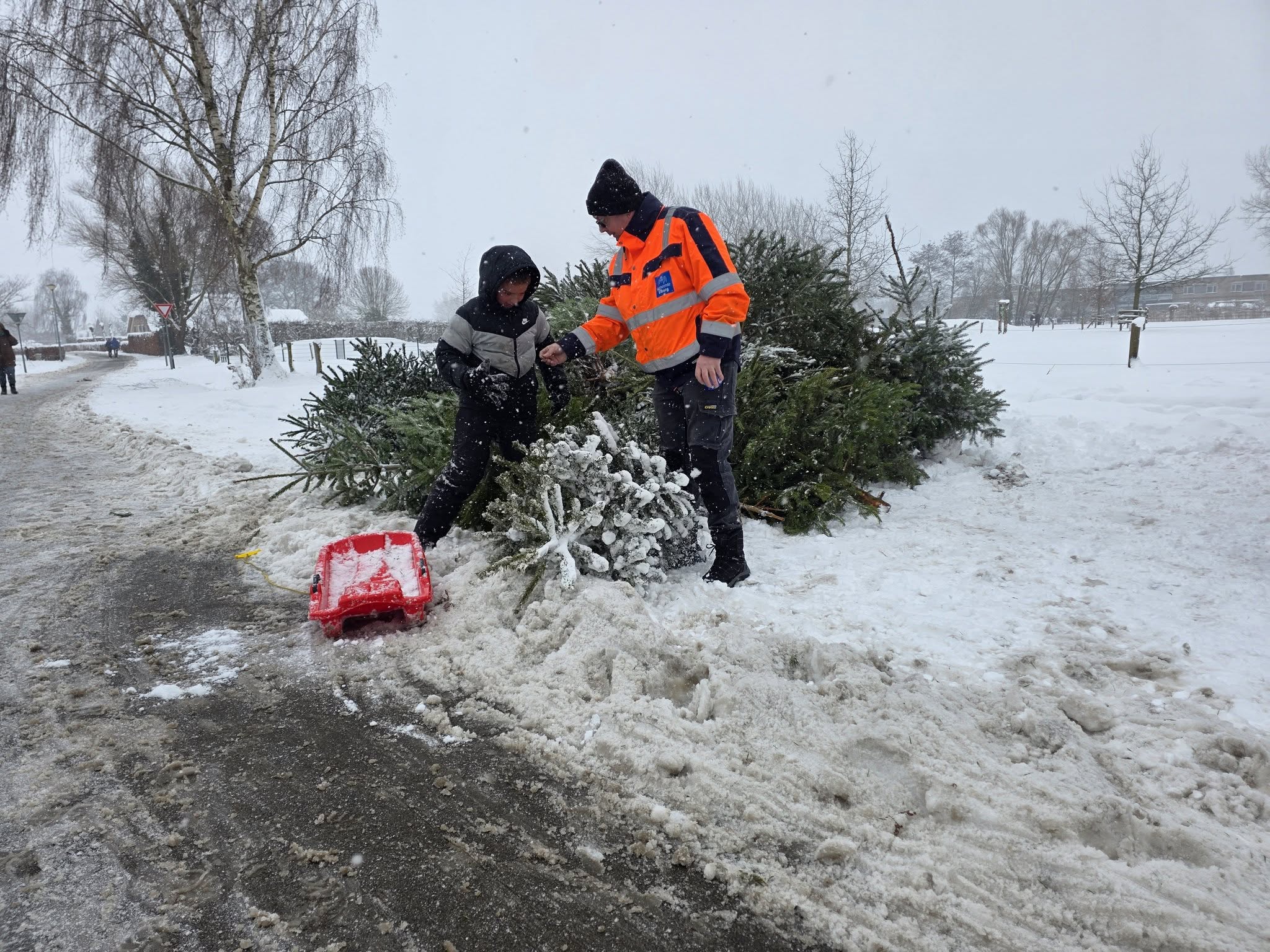 Foto: Inzameling kerstbomen levert 700 bomen op