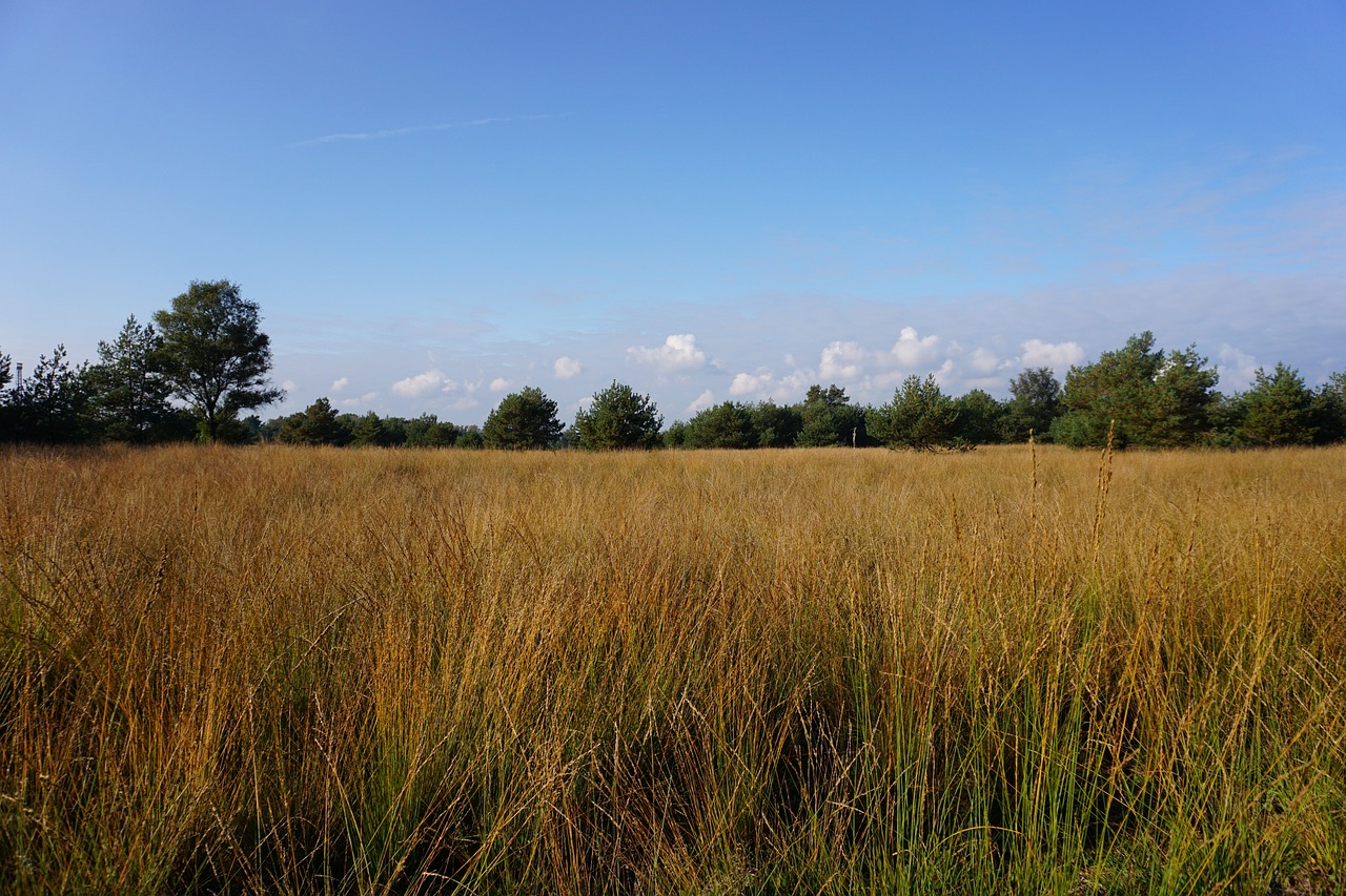 Foto: Column "Veluwse zonnestralen"