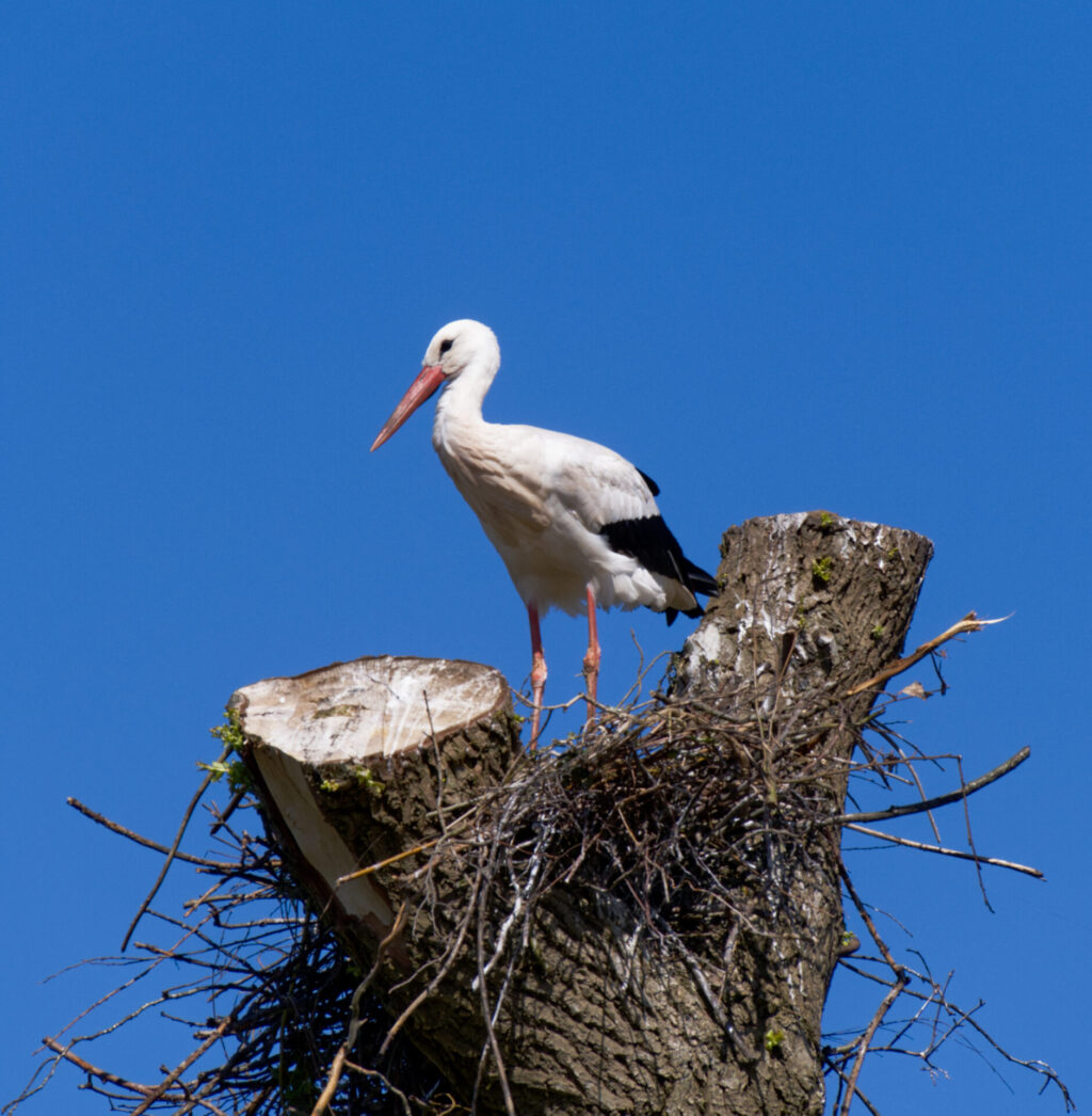 Foto: Doe-het-zelver heeft succes