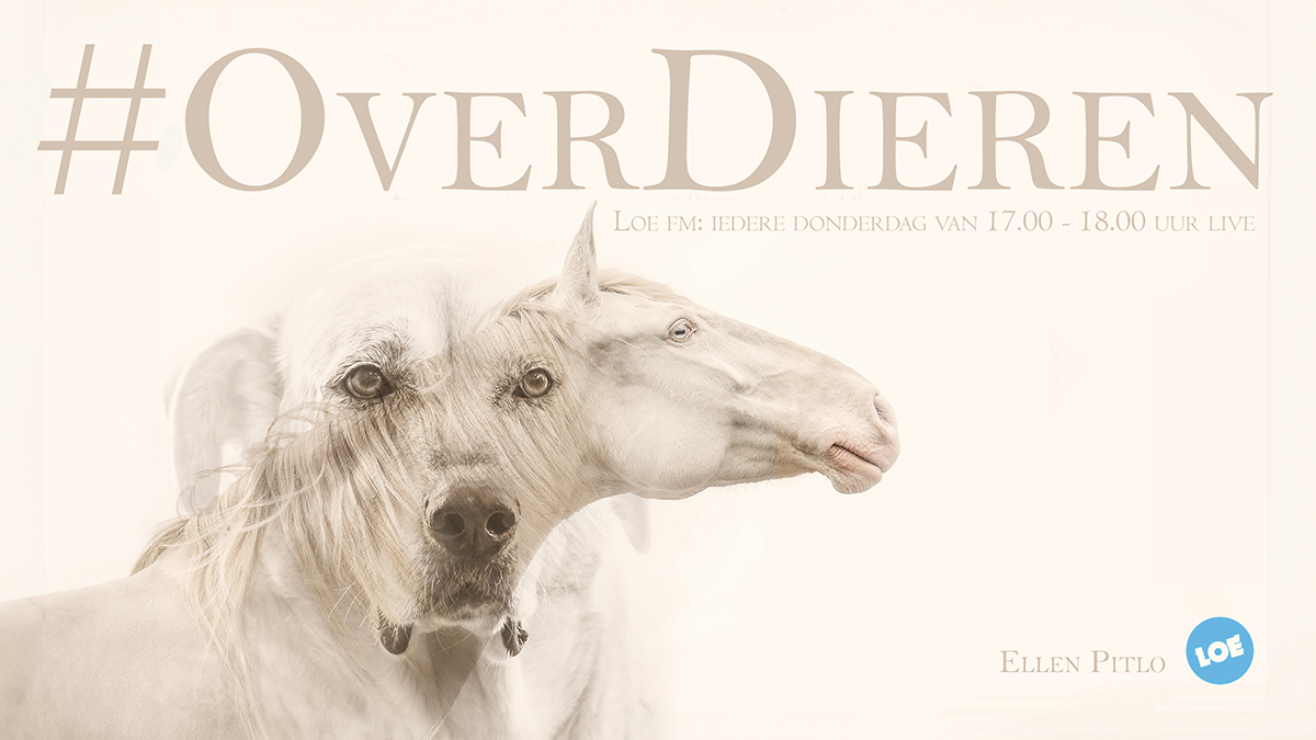Foto: #OverDieren over de Dierenvriend in Paramaribo