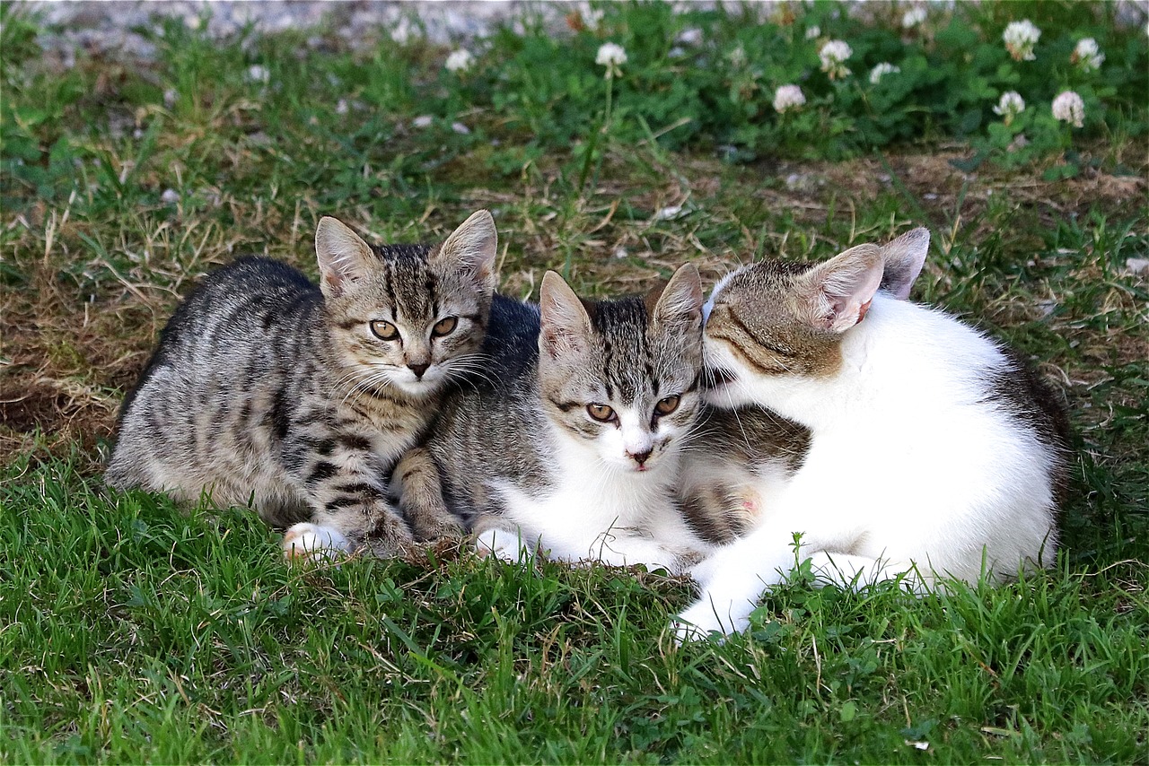 Foto: #OverDieren 'Alles voor een gelukkig(er) kattenleven'