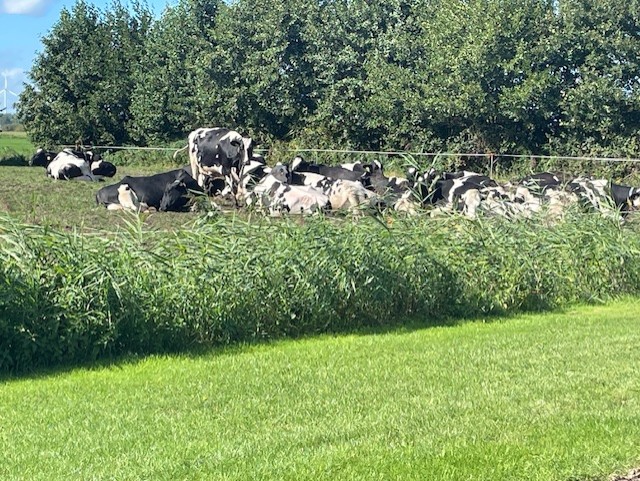 Foto: Column "De melk die alles vertelt"