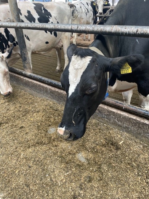 Foto: Column "De melk die alles vertelt"