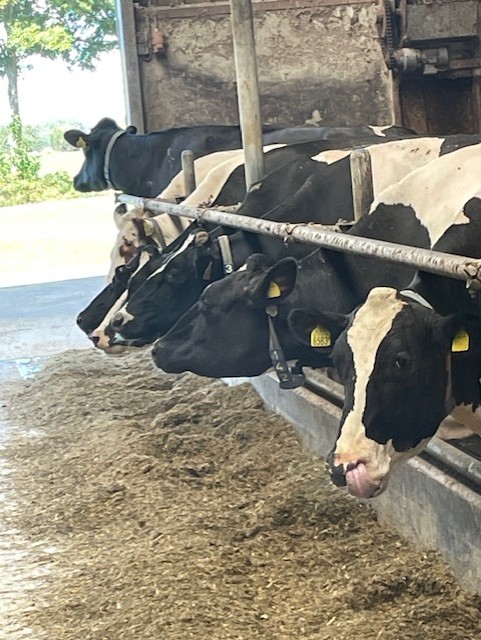 Foto: Column "De melk die alles vertelt"