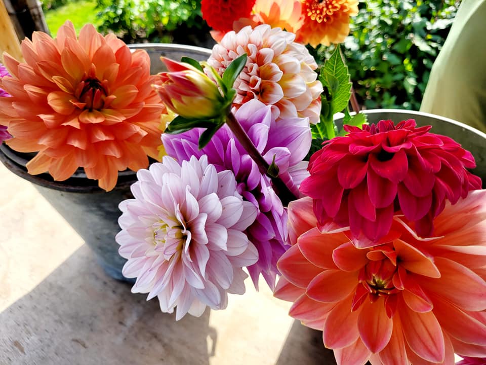 Foto: Video: Dahliatuin uit 't Loo zorgt voor  een vrolijke Bloemengroet