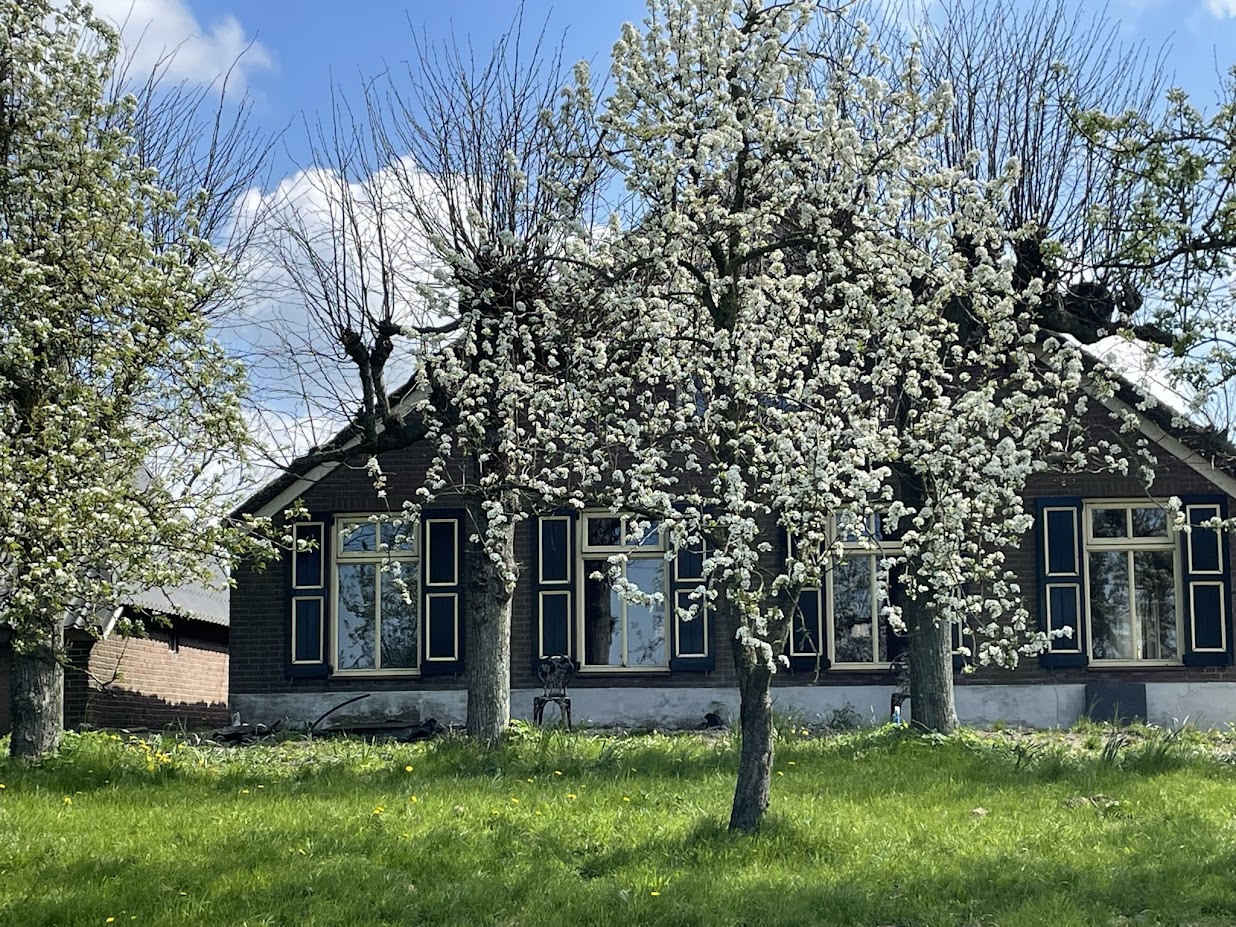 Foto: Plant een boom