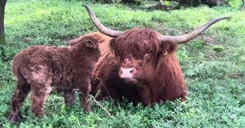 Foto: VIDEO: Eerste Schotse Hooglander kalfje geboren op de Wezepsche heide