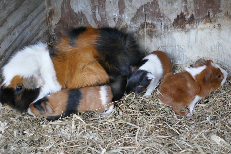 Foto: Loop eens mee op kinderboerderij De Voskuilerhoeve