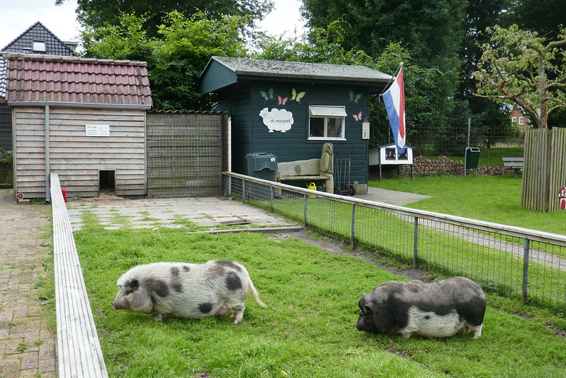 Foto: Loop eens mee op kinderboerderij De Voskuilerhoeve