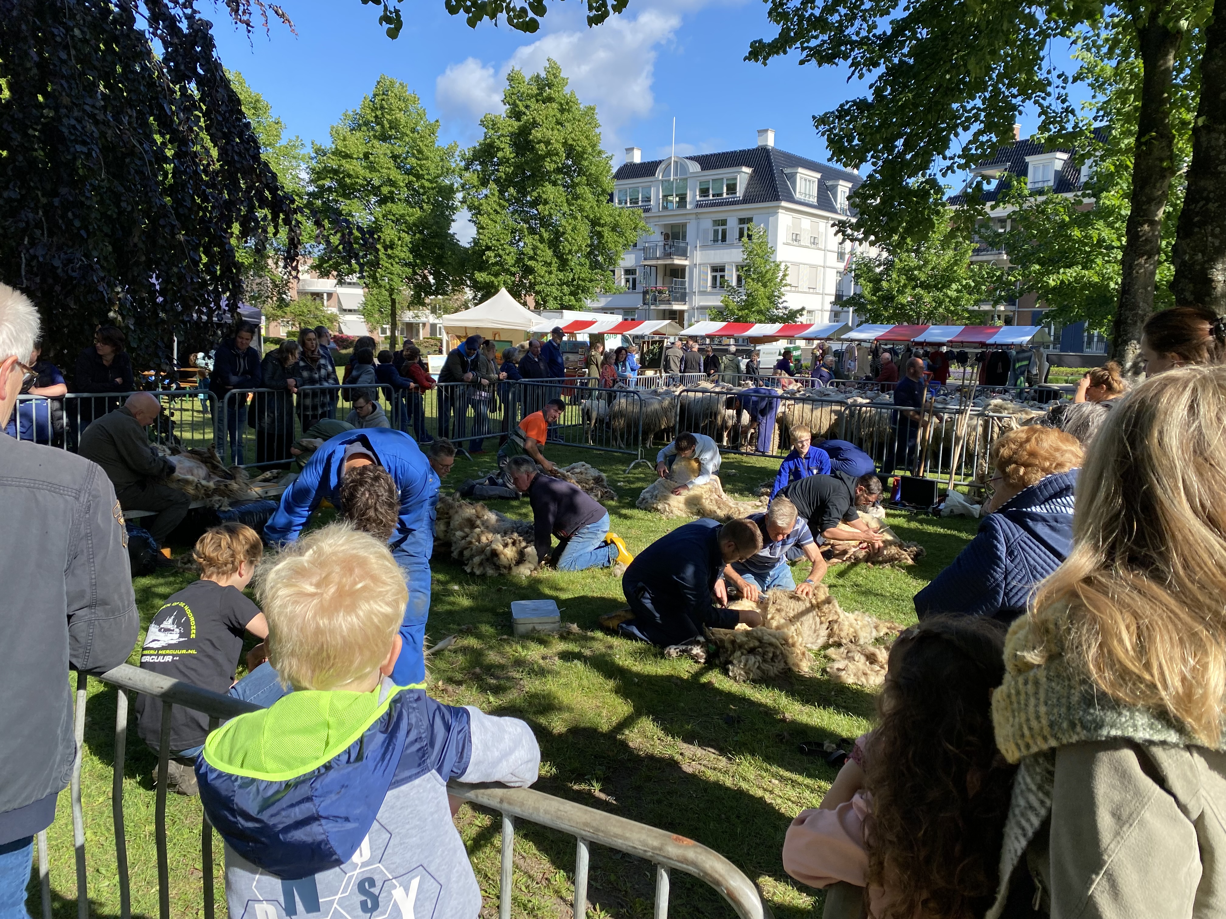 Foto: De schapen worden weer geschoren tijdens Hessendag 