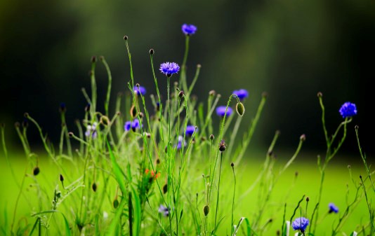 Foto: Kleur op de akkers een handje helpen