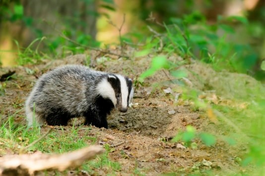 Foto: Natuur in beeld - voor het eerst boven de grond