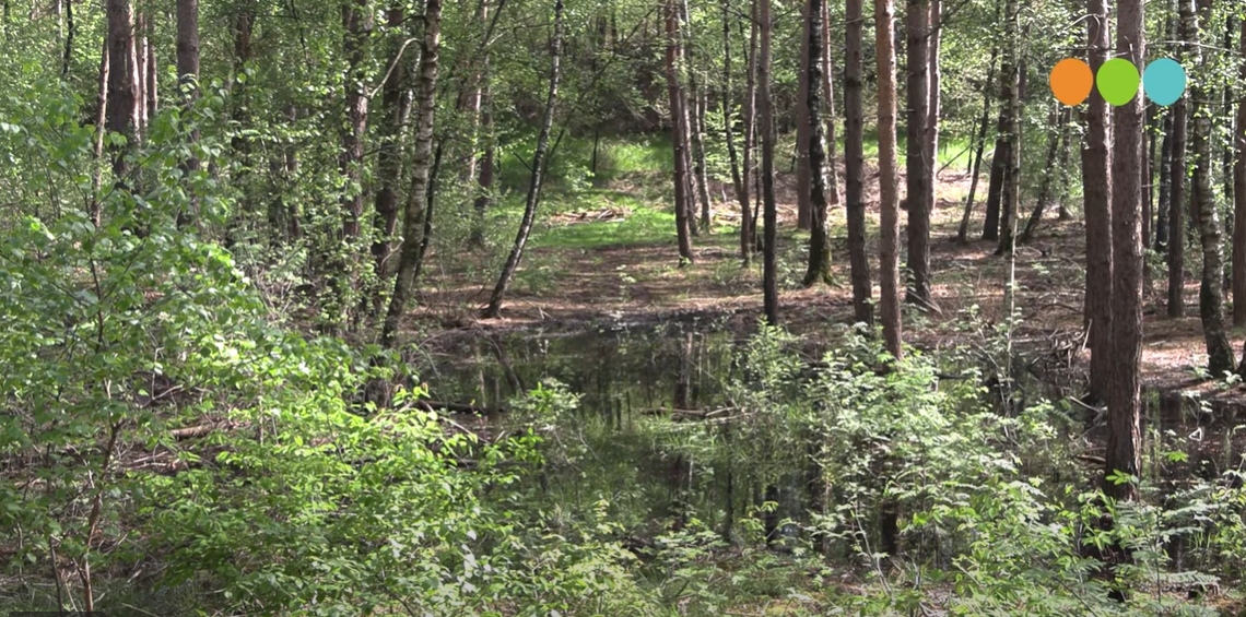 Foto: Video: Een wandeling over Landgoed Vierschoten