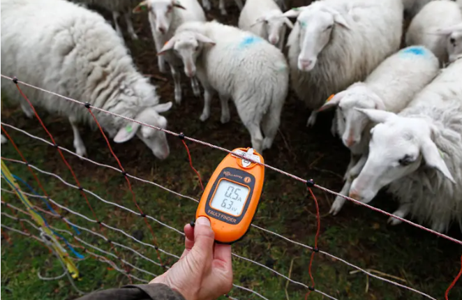 Foto: Forse toename subsidieaanvragen wolfwerende maatregelen