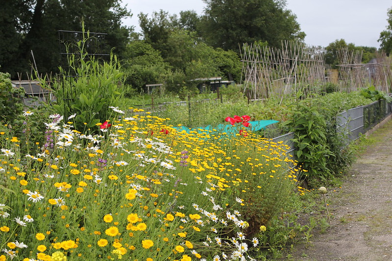 Foto: Volkstuinvereniging ’t Veld in Wezep groeit en bloeit