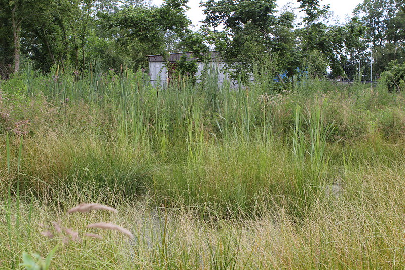 Foto: Imkersvereniging Wezep-Hattem-Oldebroek zorgt voor biodiversiteit