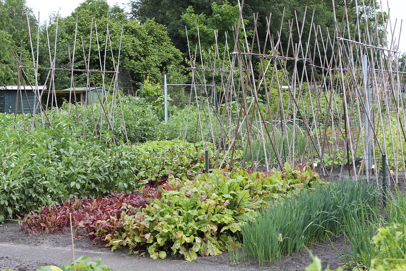 Foto: Volkstuinvereniging ’t Veld in Wezep groeit en bloeit