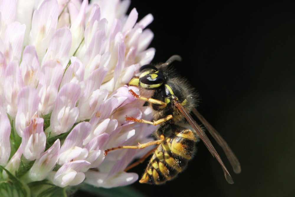 Foto: Zijn er echt zo weinig wespen dit jaar? Jij kan het antwoord geven