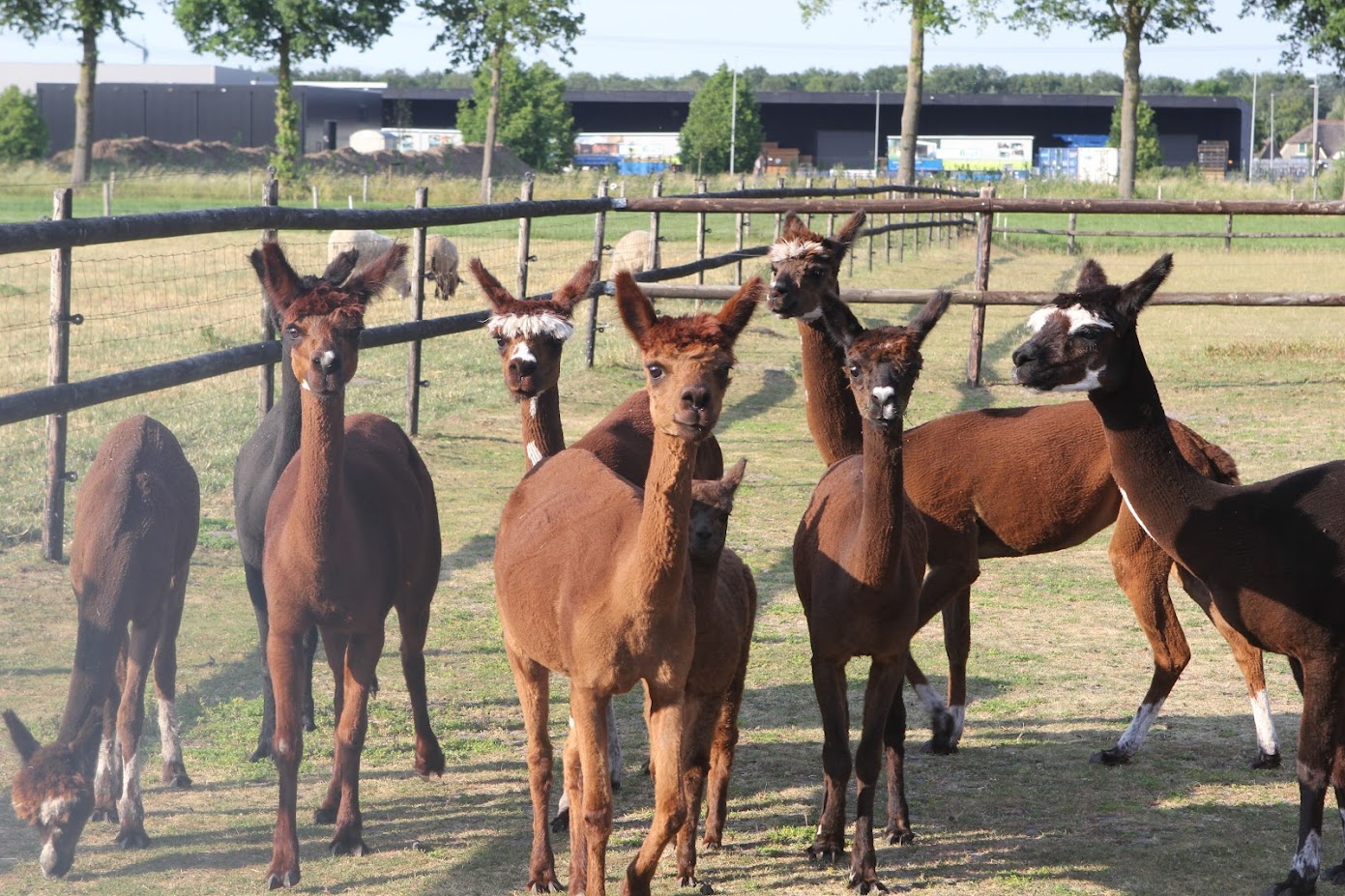 Foto: Sieto van de Scheer over de open avond op zijn Alpacaboerderij 