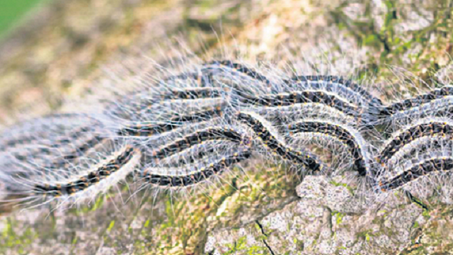 Foto: Gemeente Elburg start met bestrijding eikenprocessierups