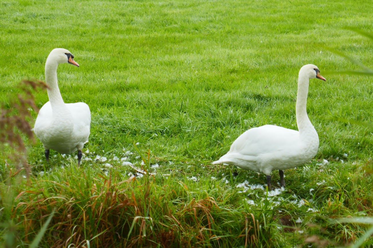 Foto: Schade aan je gewassen door vogels of dieren?