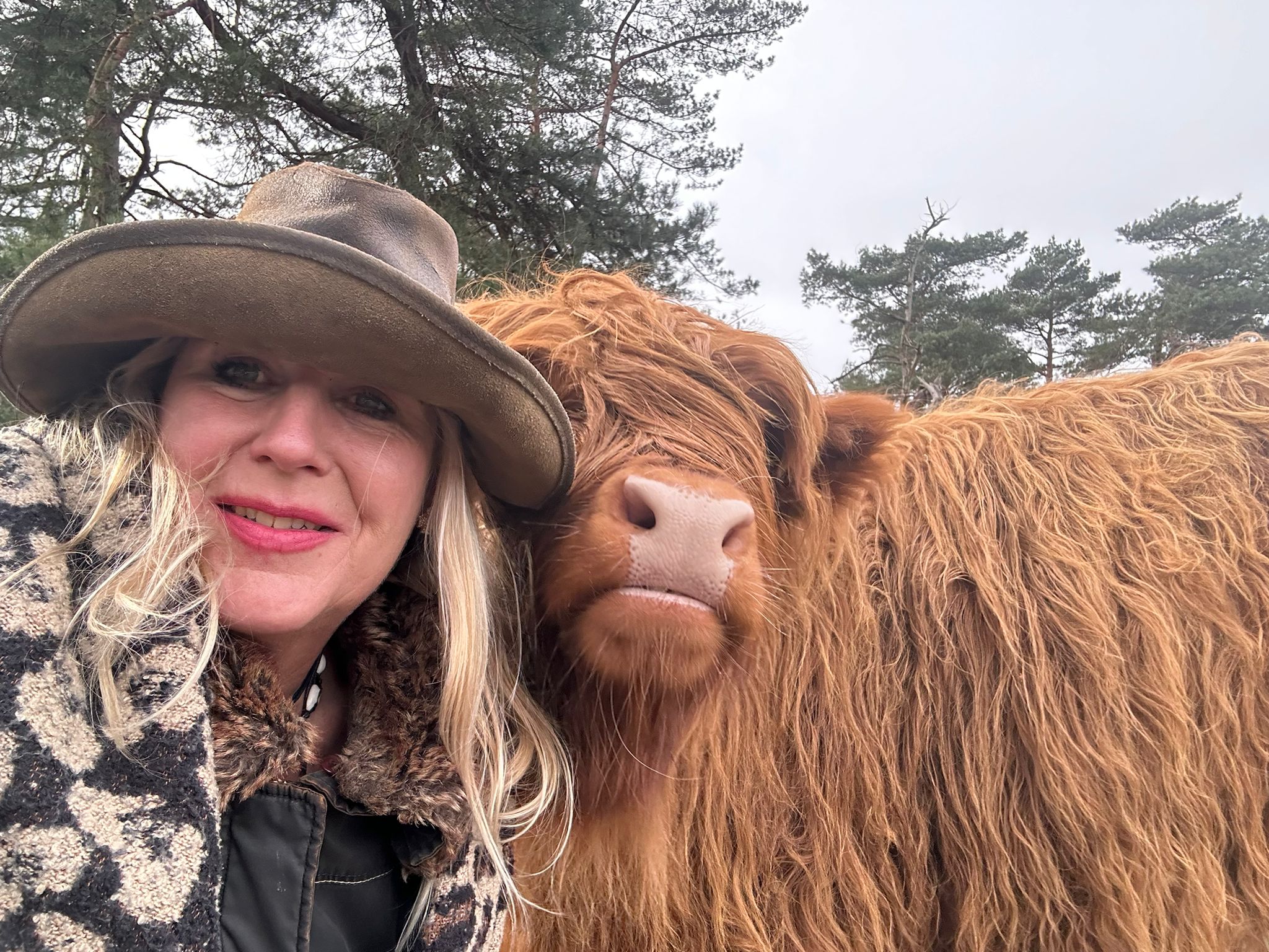 Foto: Video: Schotse Hooglanders krijgen hun favoriete snack