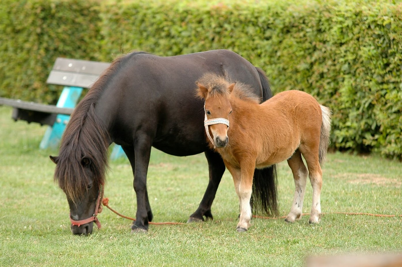 Foto: Lieve en rustige pony's gezocht