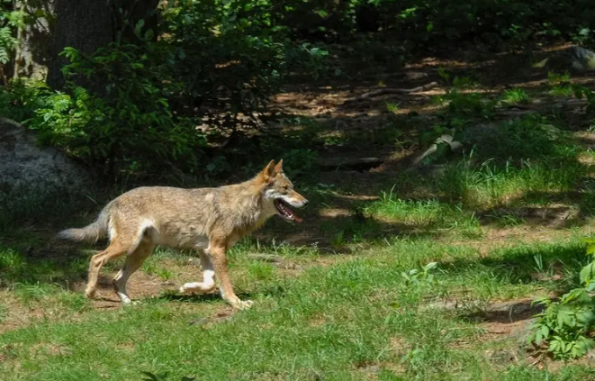 Foto: Provincie grijpt in bij niet-schuwe wolf op Noord-Veluwe