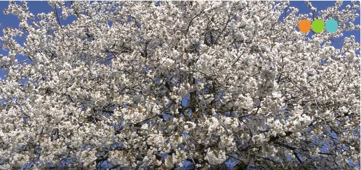 Foto: Video: Het vroege voorjaar verwondert elk jaar weer