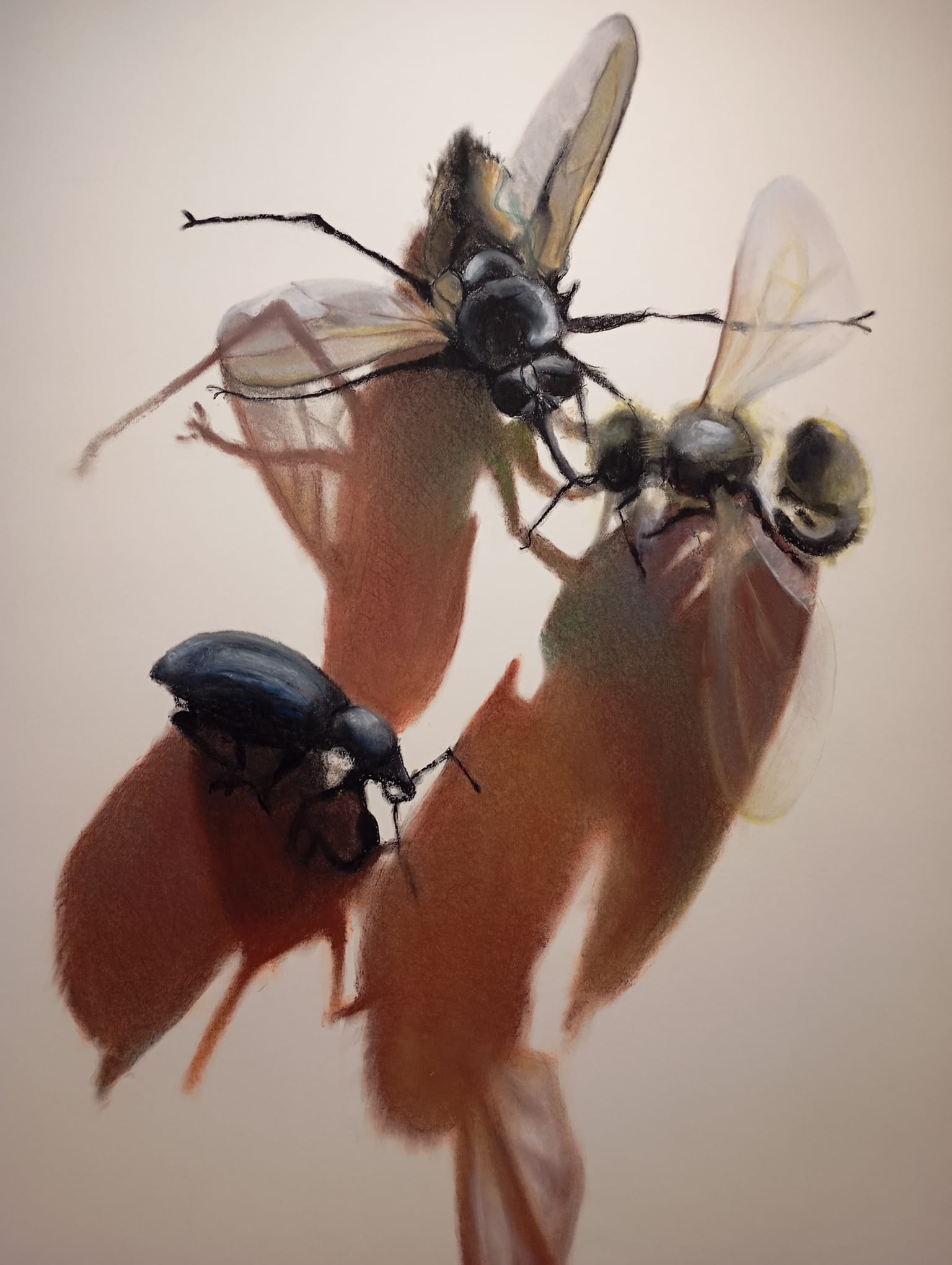 Foto: 'Insekten en andere kriebelbeestjes' in Museum Elburg