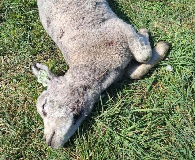 Foto: Vermoedens van aanval door wolf op lammetjes op de Wezepsche Heide