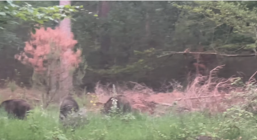 Foto: Wilde varkens met jongen gespot in de Dellen: wandelaars opgelet!