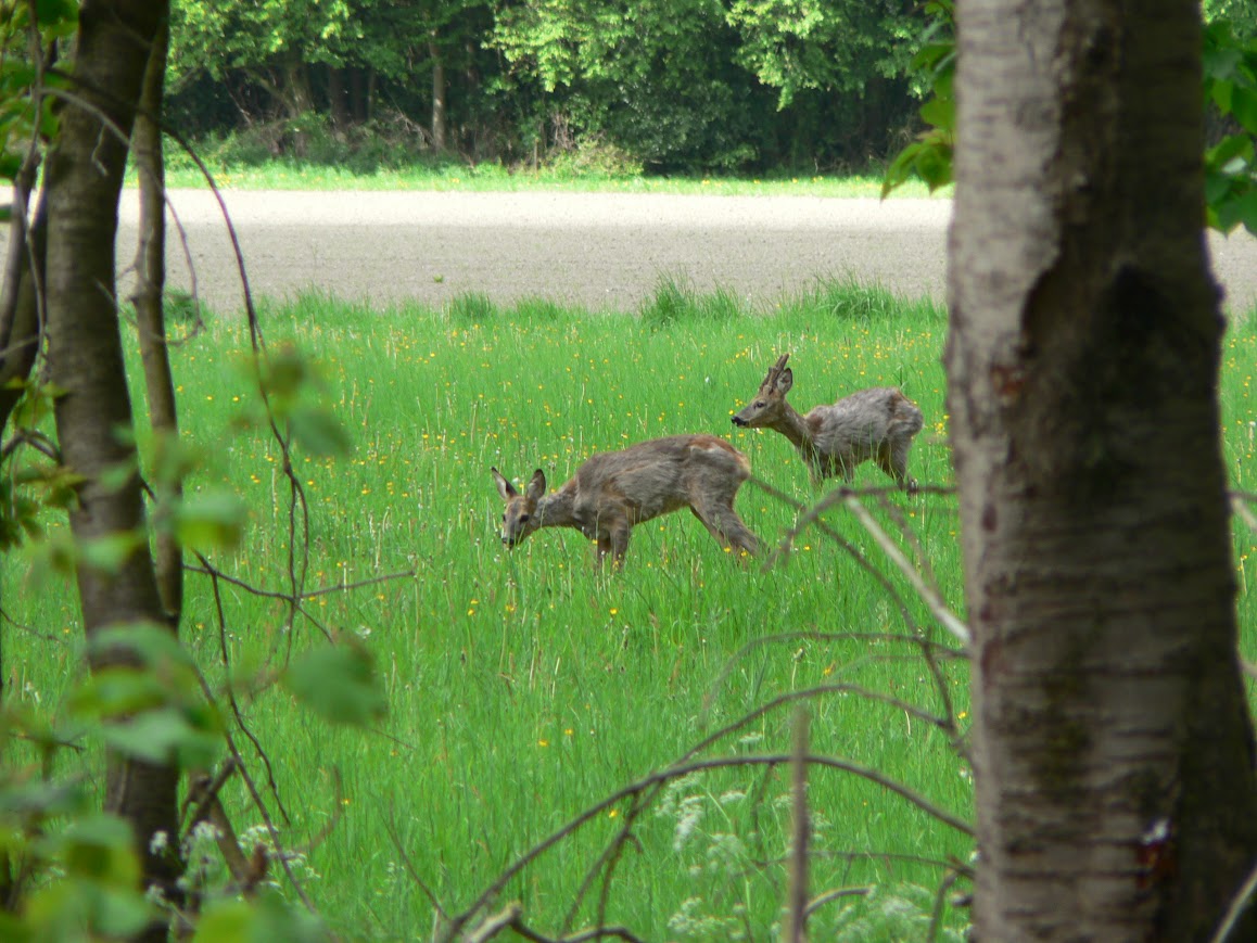 Foto: Bescherm de natuur: houd rekening met het broedseizoen