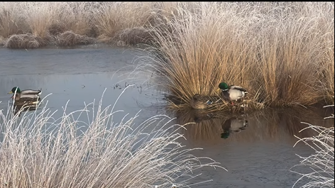 Foto: Video: Mistige ochtend op de Renderklippen 