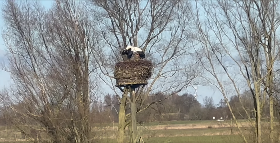 Foto: Video: Ooievaars weer terug op het nest in de Hoenwaard te Hattem