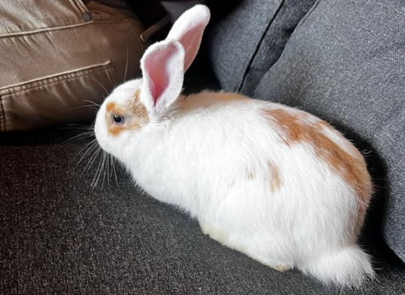 Foto: Update: Konijn is gevonden. Wie heeft ons konijn gezien?