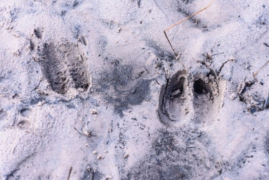 Ontdekkingstocht met de boswachter op landgoed De Dellen
