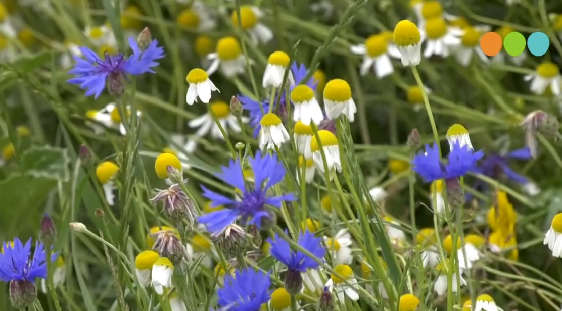 Foto: VIDEO:  Oldebroek Kiest - Domein Natuur en Milieu