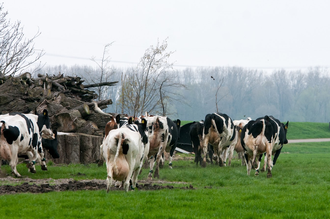 Foto: Gemeente Oldebroek in gesprek met agrariërs over stikstof: zorgen in beeld 