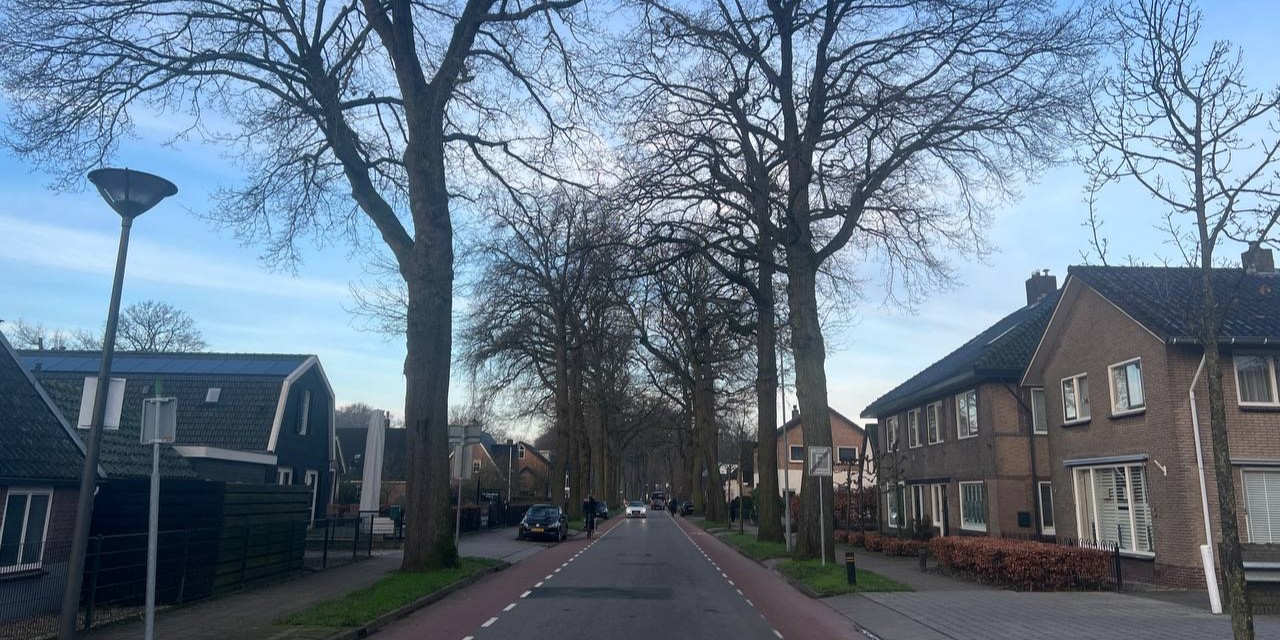 Foto: Monumentale bomen in Nunspeet  worden geploft